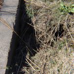 Seawall Washout Repair